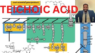 Teichoic acid microbiology csir lifescience [upl. by Jade]