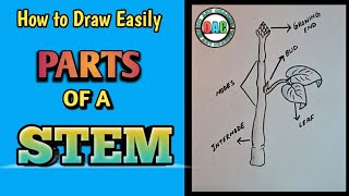 parts of a stem drawinghow to draw parts of a stemparts of a stem diagramparts of stem drawing [upl. by Rinum919]