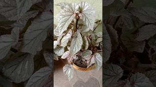 Painted Leaf Begonia Plant🪴💖 shorts begonia plants trending ytshorts song short love yt [upl. by Tjon]