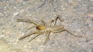 מבעיתן עכשוב מהסוג גליאודס מתרוצץ  Camel spider Galeodes sp crawling around [upl. by Nahgeem]