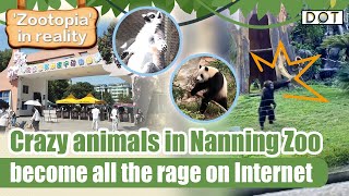 Zootopia in reality Crazy animals in Nanning Zoo become all the rage on Internet [upl. by Auj202]