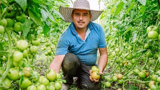 Cultivo de Tomate Orgánico 🍅  Anolaima Cundinamarca  Cómo Cultivar Tomate Bajo Techo [upl. by Roselin]