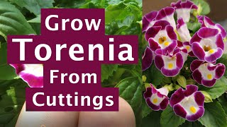 Growing Torenia From Cuttings Torenia Plant Propagation [upl. by Shayn]