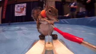 Water skiing squirrel goes for a ride [upl. by Hayyifas]