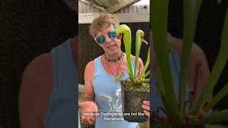 Cobra Plant Darlingtonia Care and Seed Sowing [upl. by Llertram]