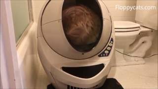 Litter Robot for Large Cats How a Cat Fits in the LitterRobot 3 OpenAir Automatic Litter Box [upl. by Ev]