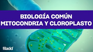 Biología  Mitocondria y Cloroplasto  PDT  PAES [upl. by Eniamrehs831]