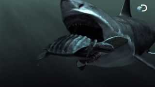 Carcharocles Megalodon  Giant shark attacks Full Documentary Discovery channel [upl. by Etnahs]