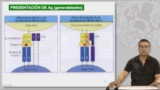 102 EL COMPLEJO PRINCIPAL DE HISTOCOMPATIBILIDAD II [upl. by Rodina]