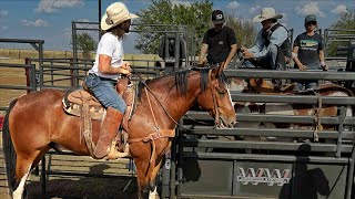 Dale tries Picking up on a ClydesDale cross [upl. by Gio]