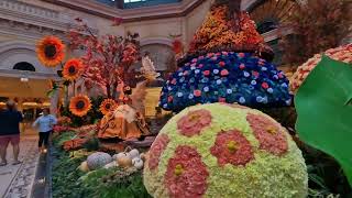 Bellagio Conservatory  Fall 2023  Las Vegas [upl. by Coray]