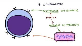 Understanding the Cells of the Immune System [upl. by Aisena]