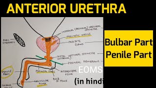 Urethra  3  Anterior Urethra [upl. by Bethesda484]