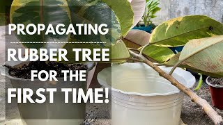 PROPAGATING MY RUBBER TREE OR FICUS ELASTICA FOR THE FIRST TIME  Mikel Awitan [upl. by Ahsillek]