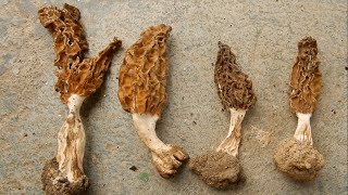 Morchella Mushroom  True Morels  Himachal Pradesh India [upl. by Aron]