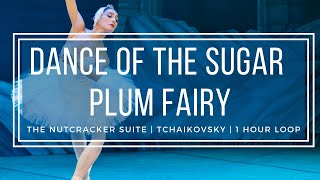 Dance of the Sugar Plum Fairy  Tchaikovsky Nutcracker  1 Hour Version [upl. by Ibbed]