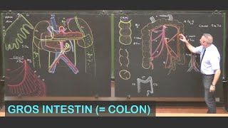 Anatomie du gros intestin colon Abdomen 7 [upl. by Malory]