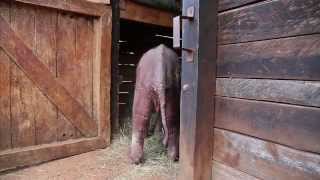 Rescue of orphaned baby elephant Ajabu  Sheldrick Trust [upl. by Ahsien485]