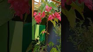 Begonia Flower plant 💖🌸flowers youtubeshorts [upl. by Kakalina709]