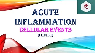 Acute inflammationCellular events Exudation of leucocytes Phagocytosis Pathophysiology Hindi [upl. by Nereil258]