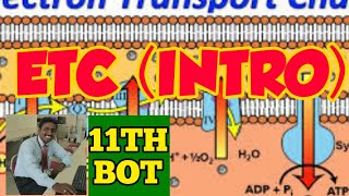 ELECTRON TRANSPORT CHAIN  INTRO  PLANT RESPIRATION  PLANT PHYSIOLOGY  STD 11 [upl. by Pat]