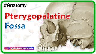 Pterygopalatine fossa  Head and neck Gross anatomy  medical animation [upl. by Ecyrb]