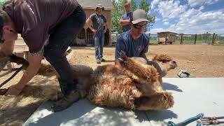 How to catch and handle alpacas How to lay alpaca on shearing mat [upl. by Janka]