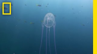 Surviving a Box Jellyfish Attack  Something Bit Me [upl. by Dollar]