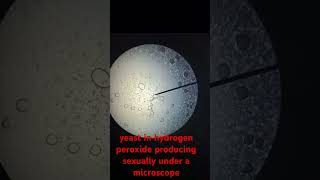 yeast under microscope microscope science shorts [upl. by Simaj130]