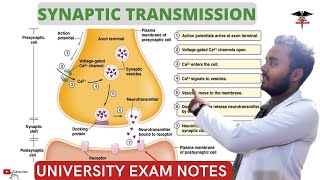 Synaptic Transmission  Excitatory and Inhibitory Transmission CNS Physiology [upl. by Lifton786]