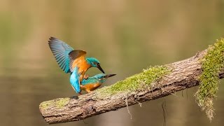 Paringsritueel en visoverdracht van de IJsvogels Kingfisher [upl. by Amaleta]