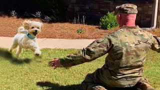 Most Heartwarming Dogs Reunions with Their Owners That Will Melt Your Heart ❤️ [upl. by Ennylyak]