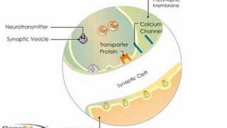 Synaptic Transmission [upl. by Adnor]