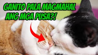 NAPAKACUTE NA LOVE SIGNS NG MGA CATS GANITO PALA MAGMAHAL ANG MGA PUSA SA TAO [upl. by Nnawtna]