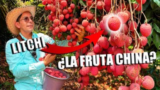 LITCHI LA FRUTA AFRODISÍACA  Lo que NO debes hacer al sembrar en acodos  150 toneladas de cosecha [upl. by Ahsimed]