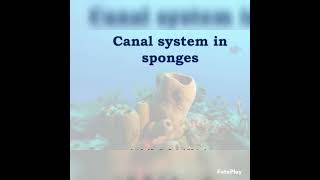 Canal system of poriferaAscontypebiology zoology bsczoology vedioyoutubevedio [upl. by Giannini]