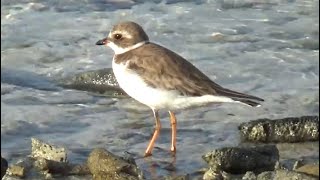 Semipalmated Plover Birds of Bonaire [upl. by Alrrats284]