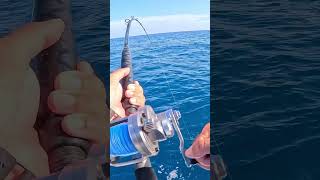 This Worked Too Well Live Pinfish for Offshore Snapper fishing keywest florida epic [upl. by Anitreb94]