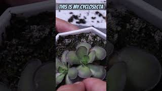 Lets Make Ping Babies Pinguicula Leaf Pulling Propagation  Carnivorous Plants [upl. by Niki127]