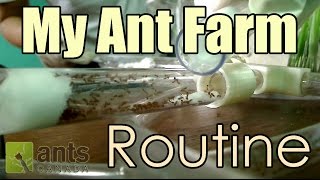 Time Lapse  My Ant Farm Routine [upl. by Anam]