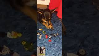 Bobi destruiu os brinquedos do seu donocachorro pincher pets amopets viralvideo vaiprofy [upl. by Yzdnil583]