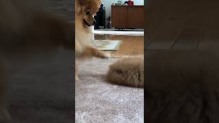 Pomeranian puppy barking for treats that are cute and funny [upl. by Eleni67]