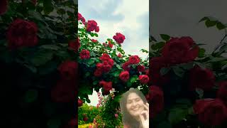 World beautiful rose garden  rose aesthetics  botanical garden 🌹naturewithgudiya [upl. by Foskett]