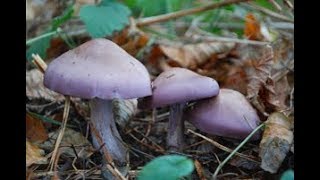 Wood Blewits Field Blewits and Clouded Agarics [upl. by O'Kelly]