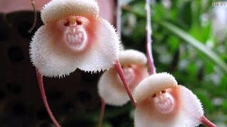 Top 10 Flowers That Look Like Animals [upl. by Nirehs]