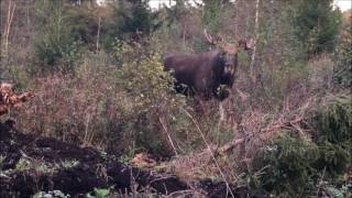 Moose hunting in Estonia 2016  Põdra peibutamine [upl. by Lever111]