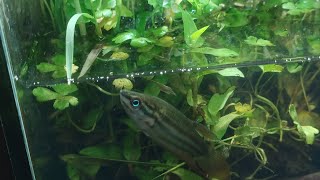 Making Wild Beta Biotop Aquascape aka Trichopsis vittata Croaking Gourami nano Pond Tank Wabikusa [upl. by Elwood286]