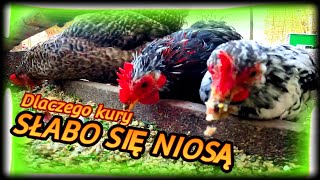 KuryNioski 🐔🐔🐔Dlaczego kury słabo się niosą 🥚Mało jajek🥚 [upl. by Siuqcram]