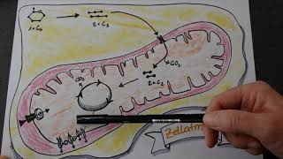 Zellatmung  wie funktionierts  BASIC [upl. by Kroy]