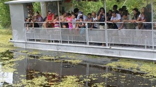 Swamp and Bayou Sightseeing Tour [upl. by Htebasil]